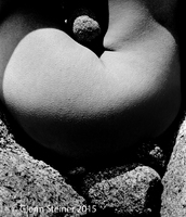 © Glenn Steiner 2025. All Rights Reserved.